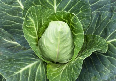 Bahçede taze bir lahana