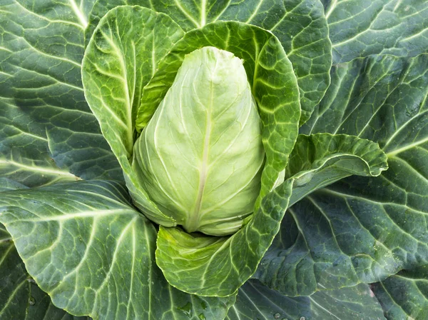 Bahçede taze bir lahana