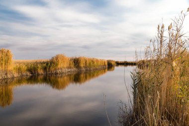 Kıyısında kamış ve suda yansıması olan güzel bir nehir..