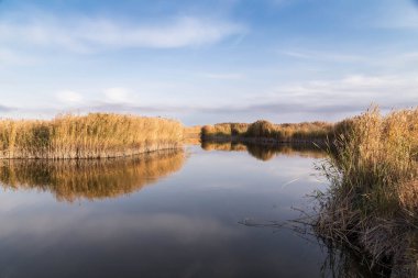 Kıyısında kamış ve suda yansıması olan güzel bir nehir..