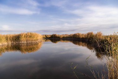 Kıyısında kamış ve suda yansıması olan güzel bir nehir..