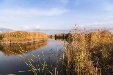 Kıyısında kamış ve suda yansıması olan güzel bir nehir..
