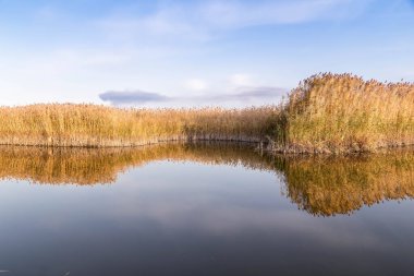 Kıyısında kamış ve suda yansıması olan güzel bir nehir..