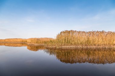 Kıyısında kamış ve suda yansıması olan güzel bir nehir..