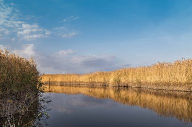 Kıyısında kamış ve suda yansıması olan güzel bir nehir..