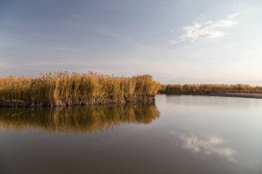 Kıyısında kamış ve üzerinde yansıması olan güzel bir nehir.