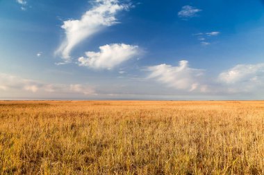 Mavi gökyüzü ve beyaz bulutların önünde sonsuz bozkırlar..