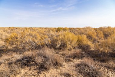 Haloxylon - Kazak çölündeki Saksonya ağaçları ve çalıları.