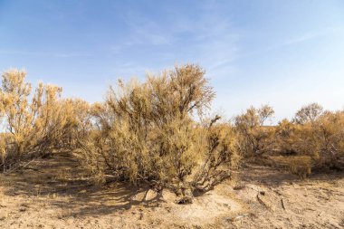 Haloxylon - Kazak çölündeki Saksonya ağaçları ve çalıları.