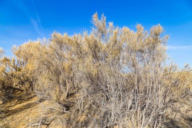 Haloxylon - Kazak çölündeki Saksonya ağaçları ve çalıları.