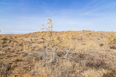 Haloxylon - Kazak çölündeki Saksonya ağaçları ve çalıları.