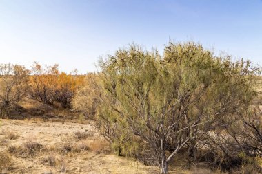 Haloxylon - Kazak çölündeki Saksonya ağaçları ve çalıları.