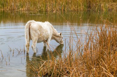 Gölette içen susamış inek.