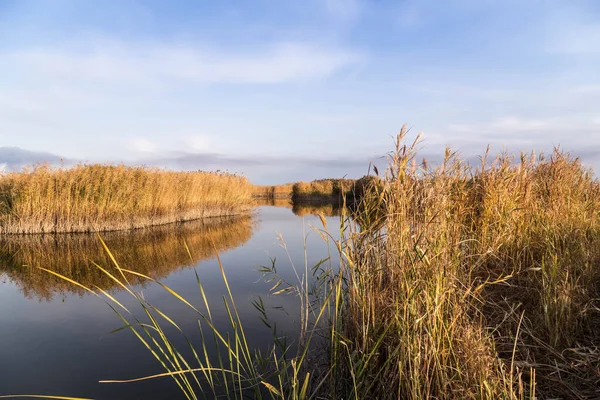 Kıyısında kamış ve suda yansıması olan güzel bir nehir..