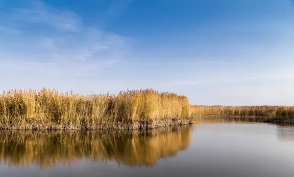 Kıyısında kamış ve üzerinde yansıması olan güzel bir nehir.