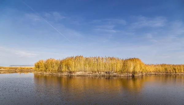 Kıyısında kamış ve üzerinde yansıması olan güzel bir nehir.