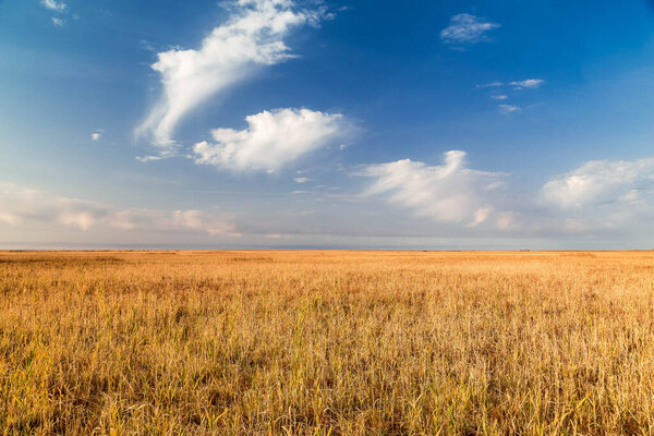 Бесконечные степи перед голубым небом и белыми облаками.
