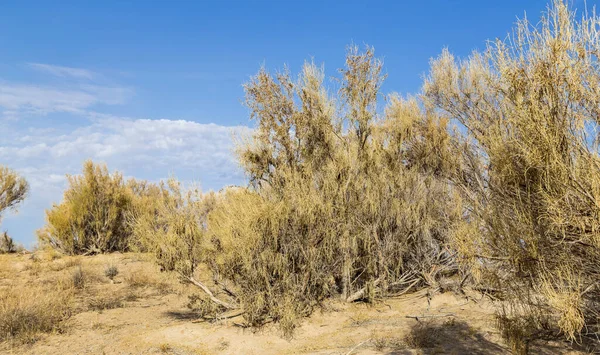 Haloxylon - Kazak çölündeki Saksonya ağaçları ve çalıları.
