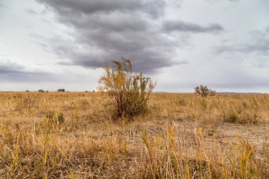 Mavi gökyüzü ve beyaz bulutların önünde sonsuz bozkırlar..
