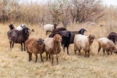Kazakistan bozkırlarında otlayan koyun sürüsü..
