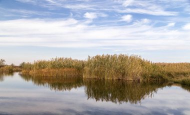 Kazakistan bozkırındaki asfalt yolda haloklonlar - saksafon ağaçları ve mavi gökyüzü.