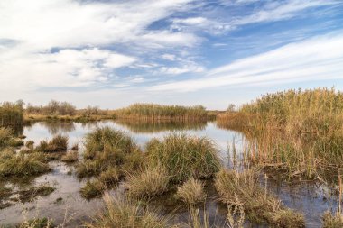 Kazakistan bozkırındaki asfalt yolda haloklonlar - saksafon ağaçları ve mavi gökyüzü.