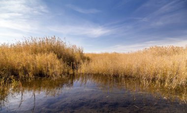 Kazakistan bozkırındaki asfalt yolda haloklonlar - saksafon ağaçları ve mavi gökyüzü.