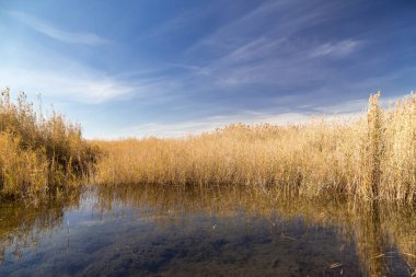 Kazakistan bozkırındaki asfalt yolda haloklonlar - saksafon ağaçları ve mavi gökyüzü.