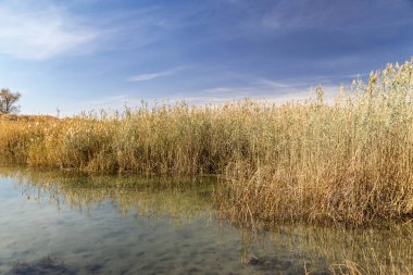 Kazakistan bozkırındaki asfalt yolda haloklonlar - saksafon ağaçları ve mavi gökyüzü.