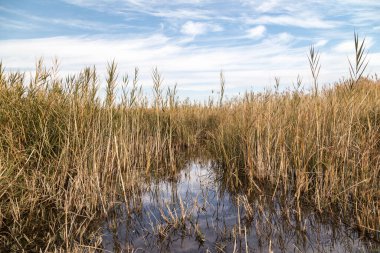 Kazakistan bozkırındaki asfalt yolda haloklonlar - saksafon ağaçları ve mavi gökyüzü.