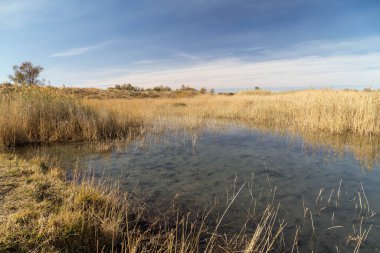 Kazakistan bozkırındaki asfalt yolda haloklonlar - saksafon ağaçları ve mavi gökyüzü.