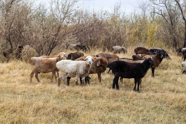 Kazakistan bozkırlarında otlayan koyun sürüsü..