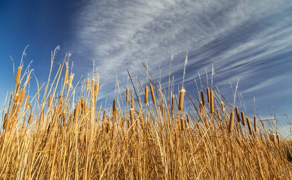 Mavi gökyüzü ve beyaz bulutların önünde güzel bir bulut.