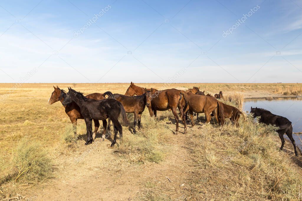 Wild horses at a waterhole in kazakh steppes.