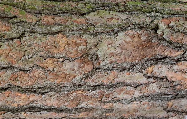 Arkaplan için Ağaç Kabuğu Dokusu.