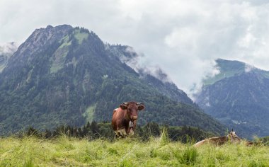 İnekler Allgau 'da savaş irtifasında otluyor. Bavyera 'da. Almanya.