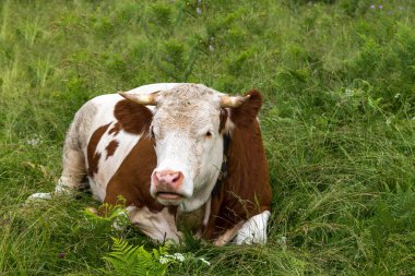 İnekler Alplerdeki bir dağ çayırında uzanıyorlar. Bavyera 'da. Almanya
