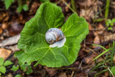 Bahçedeki yeşil yaprağın üzerinde güzel bir şarap salyangozu..