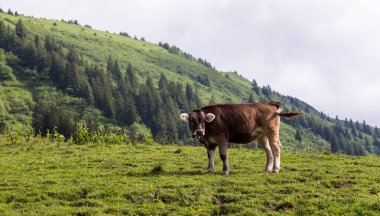 Allgau 'da sığır otluyor. Bavyera 'da. Almanya.