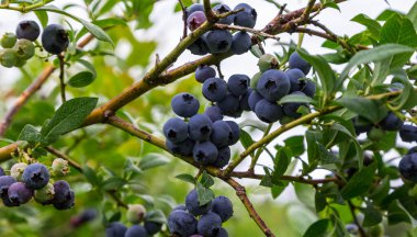 Çalı üzerinde yeşil ve olgun yaban mersinleri.