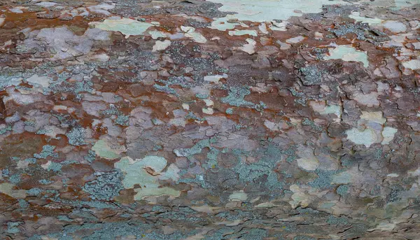 Arkaplan için çam kabuğu dokusu.