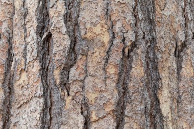 Arkaplan için Ağaç Kabuğu Dokusu.