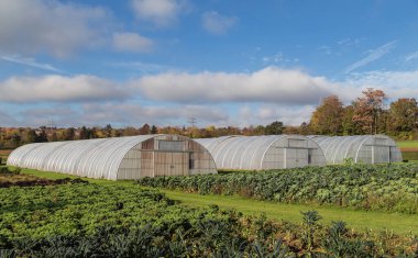 Yeşil bir çiftlikte yemyeşil lahana tarlasında arka planda üç sera var..