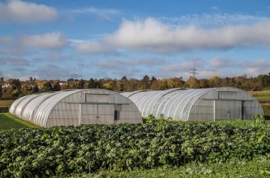 Arka planda iki sera bulunan yeşil bir çiftlikte yemyeşil bir lahana tarlası..
