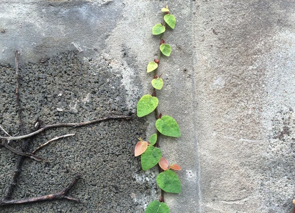 壁の背景に植物 — ストック写真