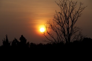 güzel gün batımı ve kuru ağaç, seçici odak