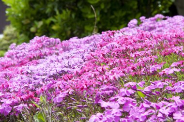 seçici odak güzel pembe çiçekler