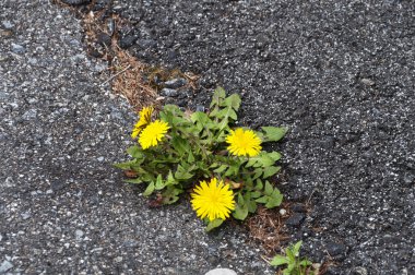 seçici odak güneş ışığı ile güzel çayır