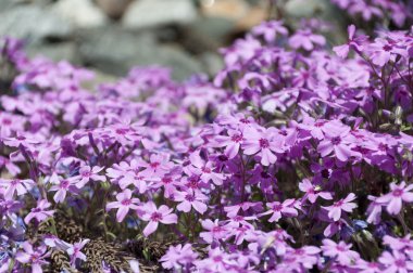 seçici odak güzel pembe çiçekler