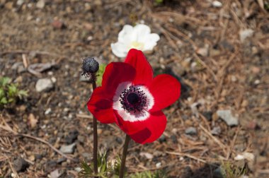 seçici odak güzel bahçede çiçek